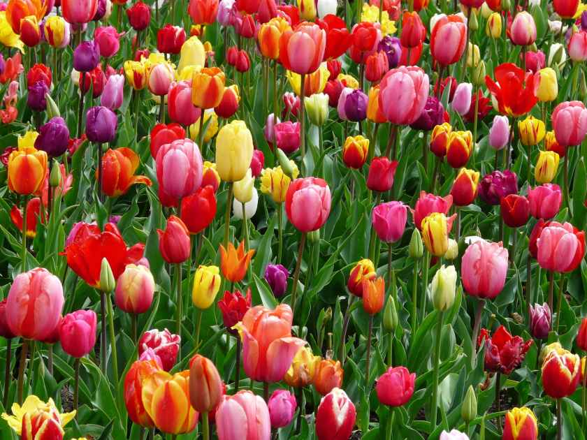A garden bed of multicoloured tulips.