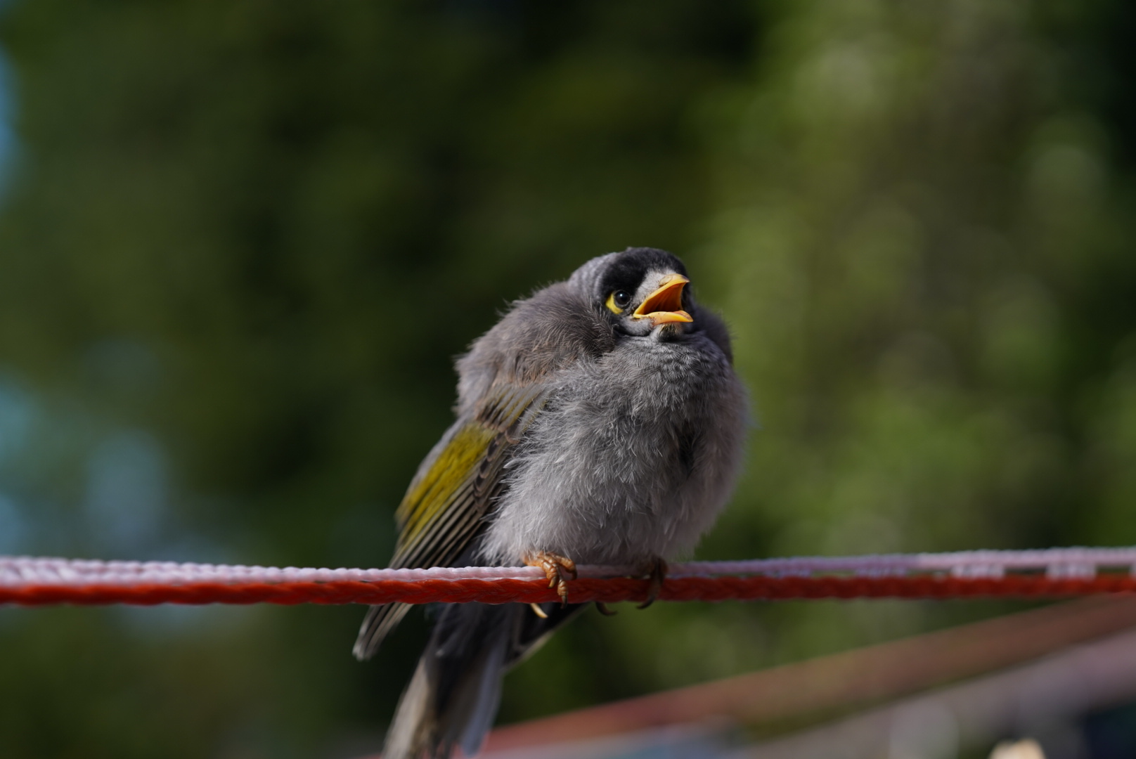 Bird chirping. Photo by Donna Wu.